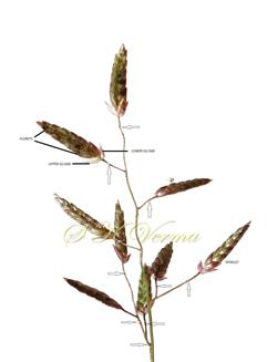  Part of Inflorescence - Branches with glands (Arrow marked)